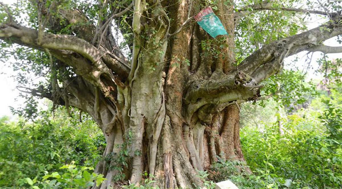 Raju used this tree as central office during his fight against the British